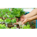 Гидропоника