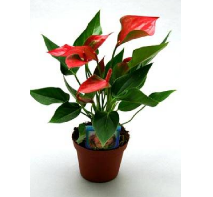 Горщик круглий для розсади 14х10см, 1л